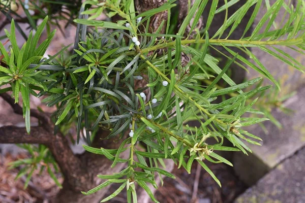 Männyn Podocarpus Macrophyllus Lehdet Marjat Podcarpaceae Ikivihreä Havupuu Dioecy — kuvapankkivalokuva