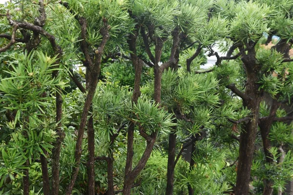 Blätter Und Beeren Der Eibenkiefer Podocarpus Macrophyllus Podcarpaceae Immergrüne Nadelbäume — Stockfoto