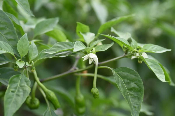 Cultivo Pimiento Verde Dulce Pimiento Verde Dulce Pimiento Picante Solanaceae —  Fotos de Stock