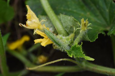 Salatalık yetiştirme ve mutfak bahçesinde hasat..