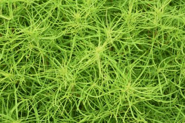 Taze yeşil Kochia. Amaranthaceae yıllık bitkisi.