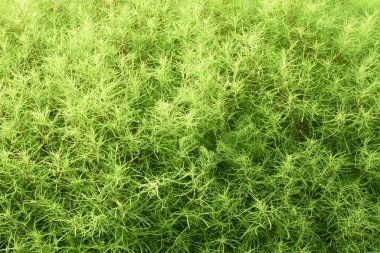 Taze yeşil Kochia. Amaranthaceae yıllık bitkisi.