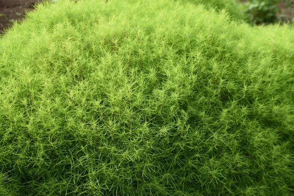 Taze Yeşil Kochia Amaranthaceae Yıllık Bitkisi — Stok fotoğraf
