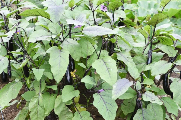 Flores Berenjena Huerto Solanaceae Verduras —  Fotos de Stock