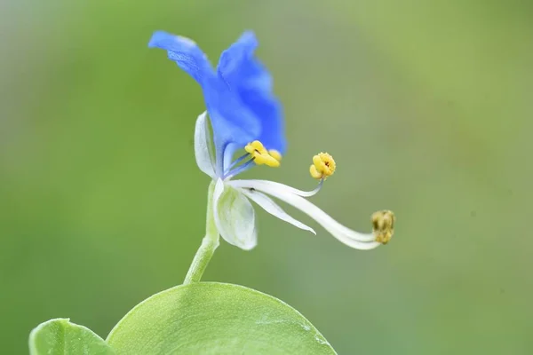 Asiatisk Dagblomma Commelinaceae Ettã Rigt Grã Som Blommar Blã Blommor — Stockfoto