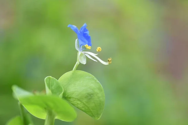 Asiatský Dayflower Roční Tráva Commelinaceae Která Kvete Modré Květy Letním — Stock fotografie