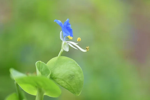 Asya 'da gün çiçeği, her yıl yetişen ve yaz sabahları mavi çiçekler açan ama öğleden sonra sönen bir Commelinaceae otudur..