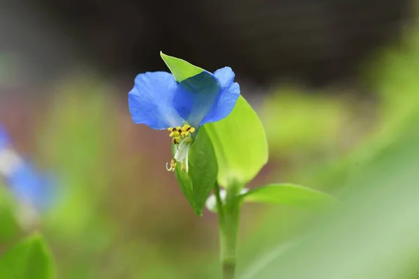 夏の朝に青い花を咲かせますが 午後には退化します — ストック写真
