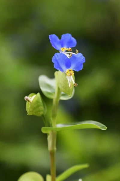 Asiatic Dayflower Commelinaceae Annual Grass Which Blooms Blue Flowers Summer — Stock Photo, Image