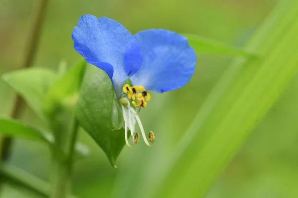 Girasol Asiático Una Hierba Anual Commelinaceae Que Florece Flores Azules —  Fotos de Stock