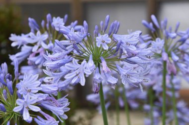 Agapanthus çiçekleri. Amarillidaceae daimi soğan bitkisi.