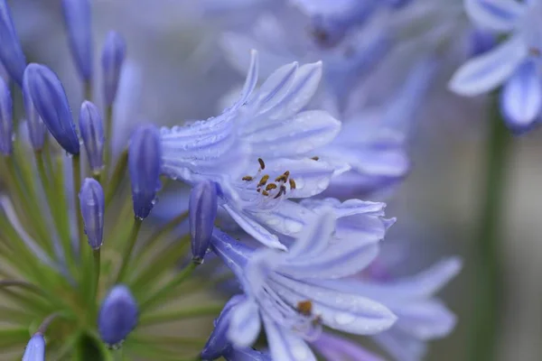 アガパントスの花 アマリル科多年生球根植物 — ストック写真