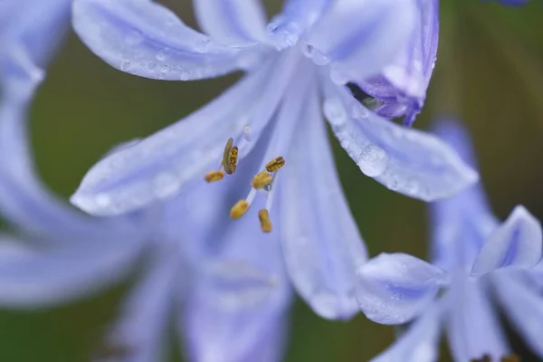 Agapanthus Květiny Amaryllidaceae Celoroční Cibulovité Rostliny — Stock fotografie