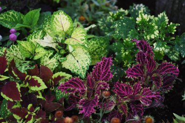 Close-up image of the ornamental foliage plants.