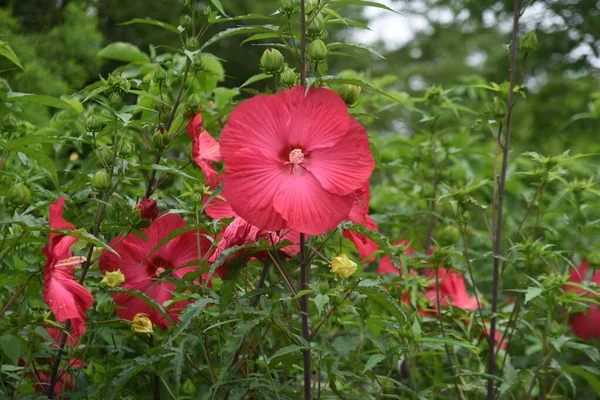 Taitanbicus Con Grandi Bellissimi Fiori Che Fioriscono Luglio Ottobre Malvaceae — Foto Stock