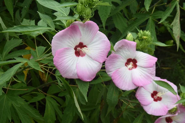 Taitanbicus Con Grandi Bellissimi Fiori Che Fioriscono Luglio Ottobre Malvaceae — Foto Stock