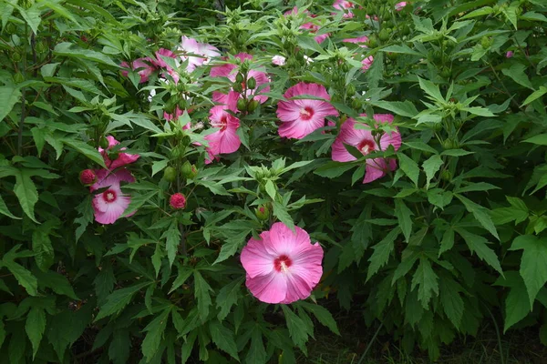 Taitanbicus Con Grandi Bellissimi Fiori Che Fioriscono Luglio Ottobre Malvaceae — Foto Stock