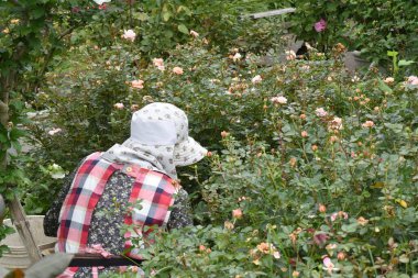 Scenery of rose care work in the botanical garden.