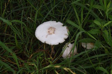 Sahte şemsiye (klorofilyum molibditler). Agaricaceae zehirli mantar.