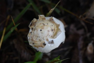 Sahte şemsiye (klorofilyum molibditler). Agaricaceae zehirli mantar.