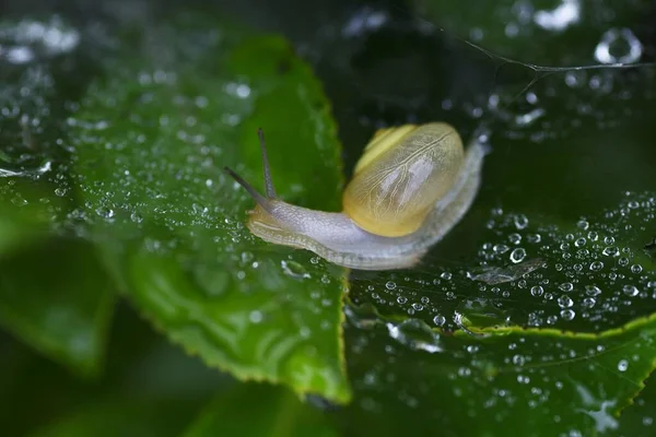 特に雨季にはカタツムリが現れることが多い — ストック写真