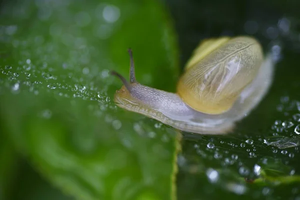 Snails Often Appear Especially Rainy Season — Stock Photo, Image