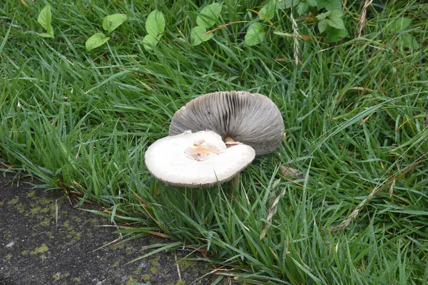 False Parasol Chlorophyllum Molybdites Agaricaceae Poisonous Mushroom — Stock Photo, Image