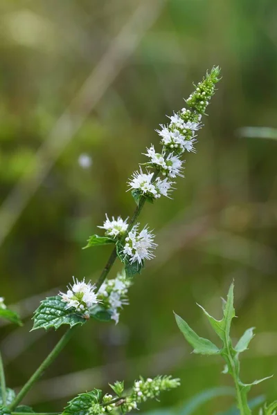 Mentás Virág Pillangó Lamiaceae Évelő Gyógynövény — Stock Fotó