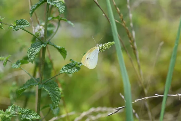 薄荷花和蝴蝶 兰科多年生草本植物 — 图库照片