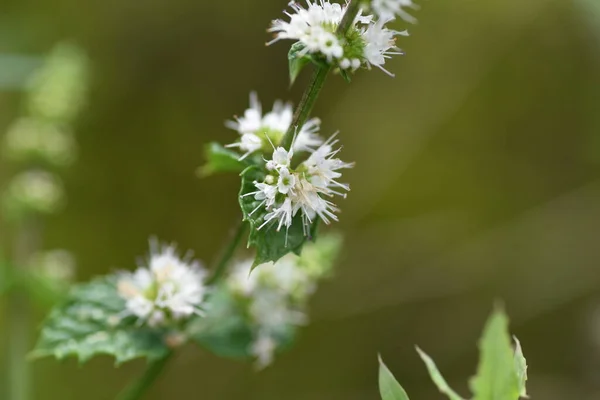 Fiori Menta Farfalla Lamiaceae Erba Perenne — Foto Stock