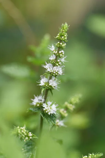 Mint Flowers Butterfly Lamiaceae Perennial Herb — Stock Photo, Image