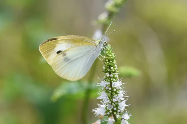 薄荷花和蝴蝶 兰科多年生草本植物 — 图库照片