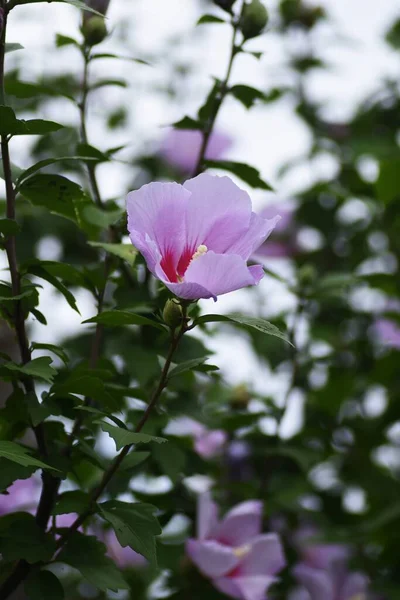 Růže Květin Sharon Malvaceae Listnatý Strom — Stock fotografie