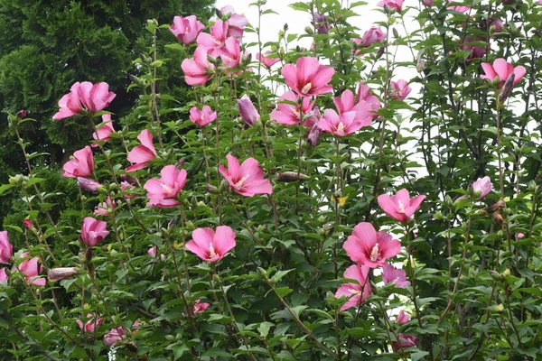 Rose Sharon Flowers Malvaceae Deciduous Tree — Stock Photo, Image