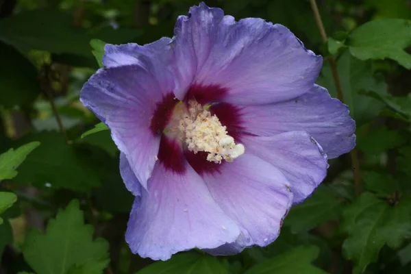 Τριαντάφυλλο Των Λουλουδιών Σάρον Φυλλοβόλο Δέντρο Malvaceae — Φωτογραφία Αρχείου