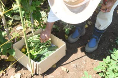 Çiftlik işlerinin manzarası. Sebze topluyorum..