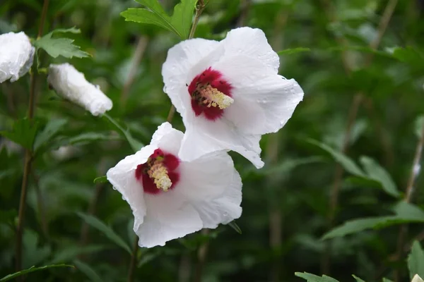 Rosa Fiori Sharon Albero Deciduo Delle Malvacee — Foto Stock