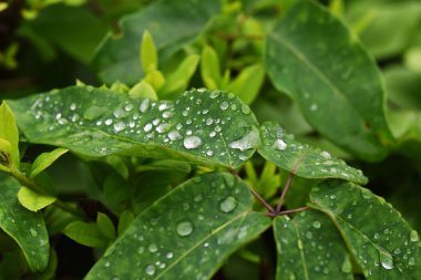 Yağmur mevsiminin soyut görüntüsü. Yağmurdan sonra su damlacıkları.