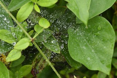 Yağmur mevsiminin soyut görüntüsü. Yağmurdan sonra su damlacıkları.