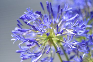 Agapanthus çiçekleri. Marillidaceae soğan çiçeği..
