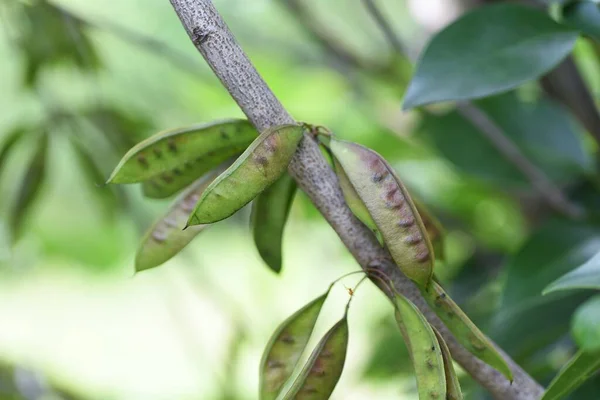 Çin Kızıl Tohumu Çiçekleri Meyveler Fabaceae Yaprak Döken Çalı — Stok fotoğraf