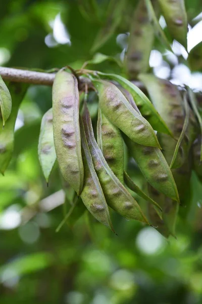 Cantarilho Chinês Flores Frutas Fabaceae Arbusto Caduco — Fotografia de Stock