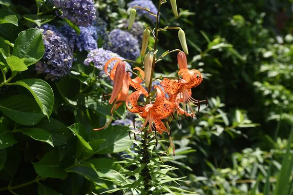 Tigris Liliom Virágok Liliaceae Évelő Növény Gyökerek Ehetőek — Stock Fotó