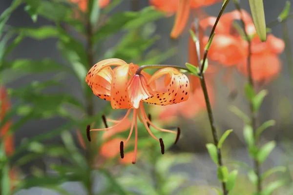 Tijgerlelie Bloemen Liliaceae Meerjarige Plant Wortels Zijn Eetbaar — Stockfoto