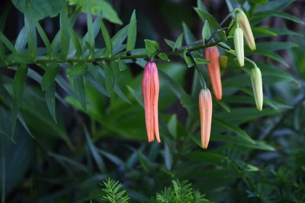 타이거 Liliaceae Perennial Plant 뿌리는 수있다 — 스톡 사진