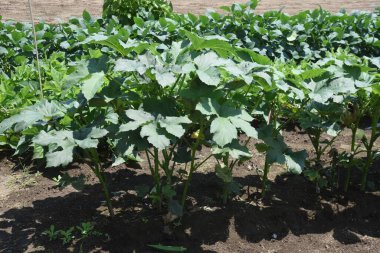 Bamya ekimi. Malvaceae Yenilebilir Meyve.