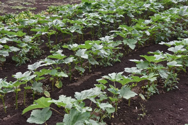 Okra cultivation. Malvaceae Edible fruit.