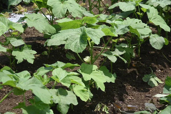 Cultivo Okra Malvaceae Frutos Comestibles — Foto de Stock