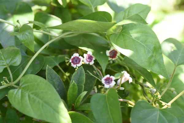 Stinktierblumen Staudenrebe Rubiaceae — Stockfoto