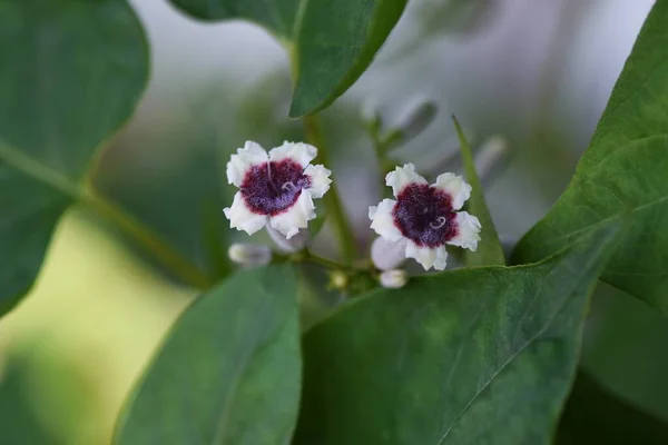 スカンクのつる花 ルビジア科多年草 — ストック写真